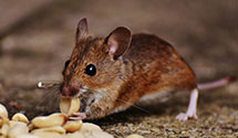 24 Hour & Emergency Exterminators in Uniontown, AR